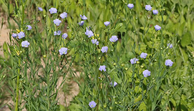 Linum usitatissimum