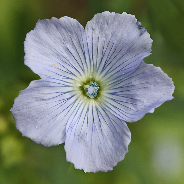 Linum usitatissimum