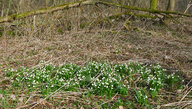 Leucojum vernum (SG, 30.03.2018)