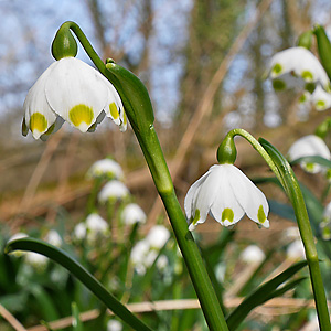 Leucojum vernum