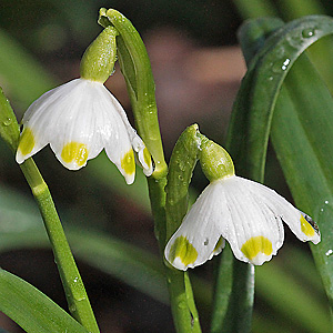Leucojum vernum