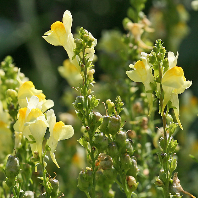 Linaria vulgaris