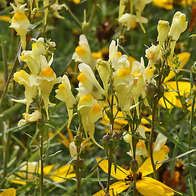 Veronica officinalis