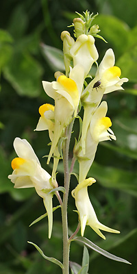 Veronica officinalis