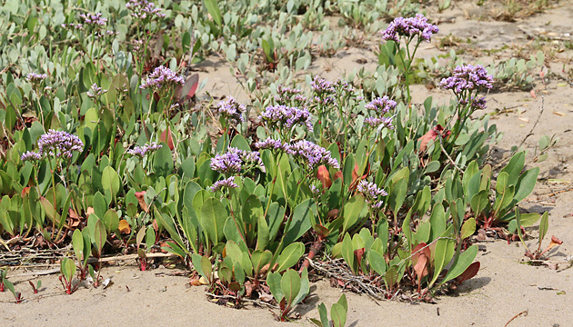 Limonium vulgare