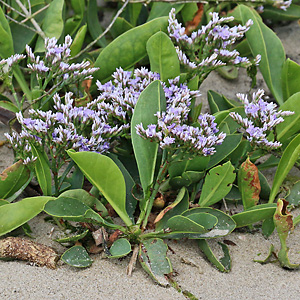 Limonium vulgare