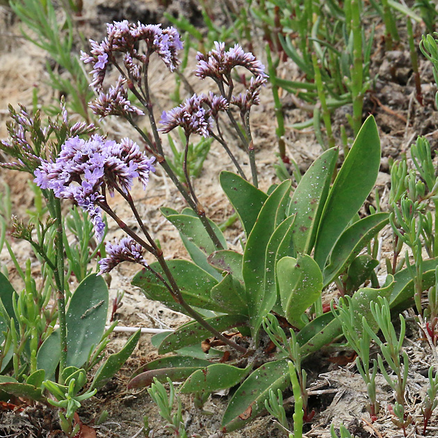 Limonium vulgare