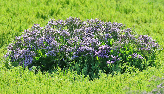 Limonium vulgare