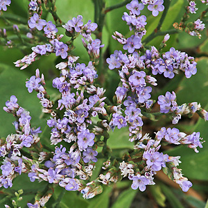 Limonium vulgare