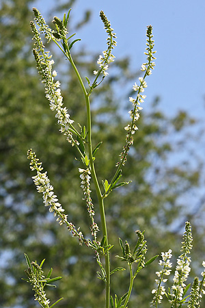 Melilotus albus