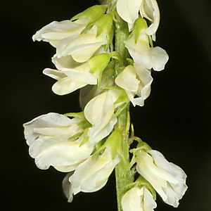 Melilotus albus