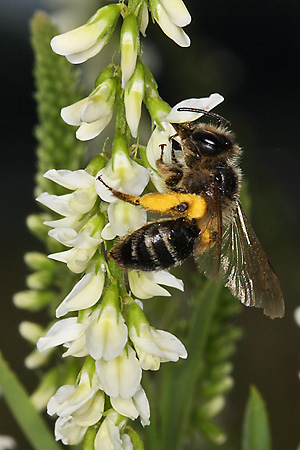 Melilotus albus