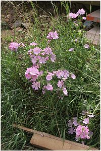 Malva alcea