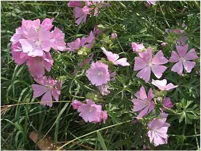 Malva alcea