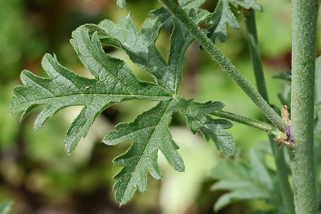 Malva alcea, Blatt