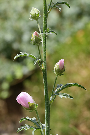 Malva alcea