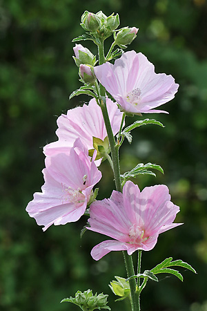 Malva alcea