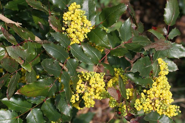 Mahonia aquifolium