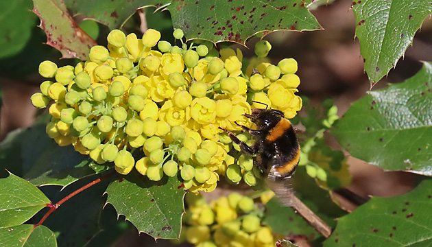 Mahonia aquifolium
