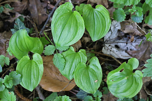 Maianthemum bifolium