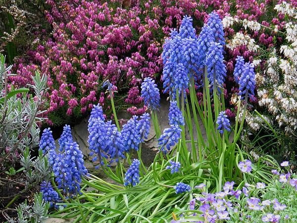 Muscari botryoides