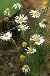 Tripleurospermum inodorum