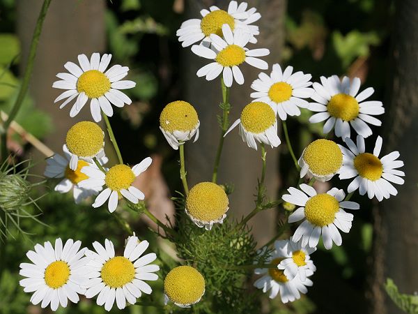 Tripleurospermum inodorum