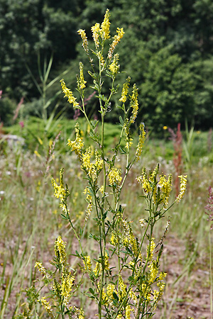 Melilotus officinalis