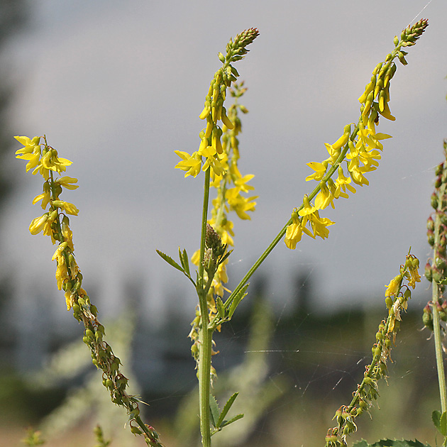 Melilotus officinalis
