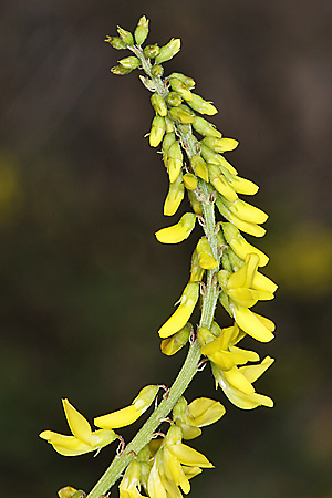 Melilotus officinalis