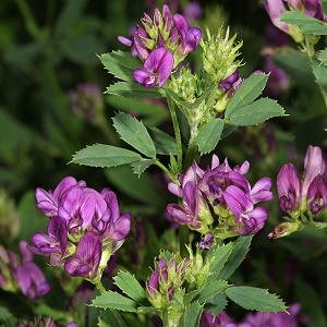 Medicago sativa