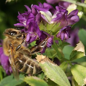 Medicago sativa + Apis