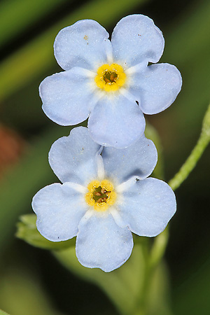 Myosotis scorpioides