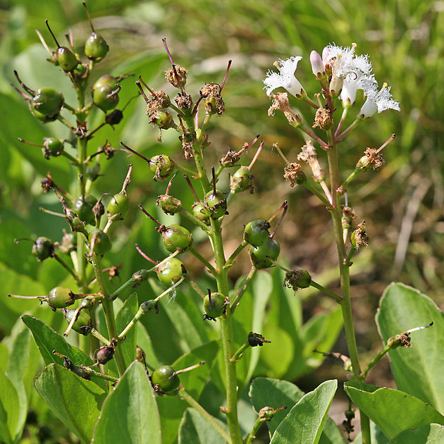 Menyanthes trifoliata