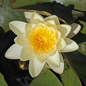 Nymphaea alba - Weiße Seerose (14.6.2015)