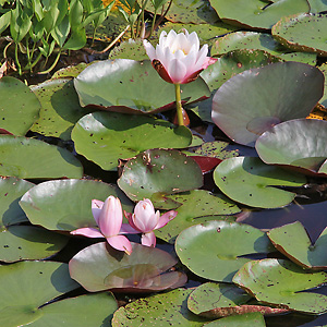 Nymphaea alba 'Marliacea' (6.7.2013)