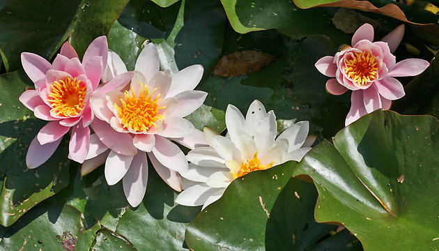 Nymphaea alba 'Marliacea' (24.5.2009)