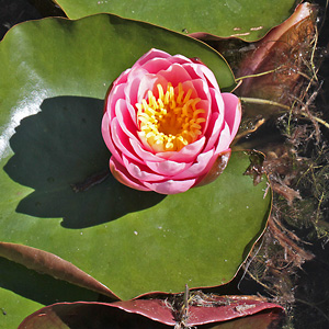 Nymphaea alba 'Marliacea' (14.6.2015)