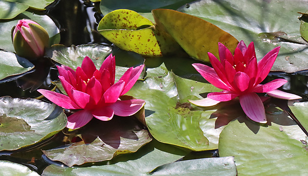Nymphaea alba var. rubra (23.7.2021)