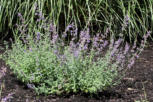 Nepeta cataria