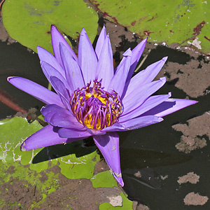 Nymphaea colorata ('Direktor George T. Moore', 14.6.2015)