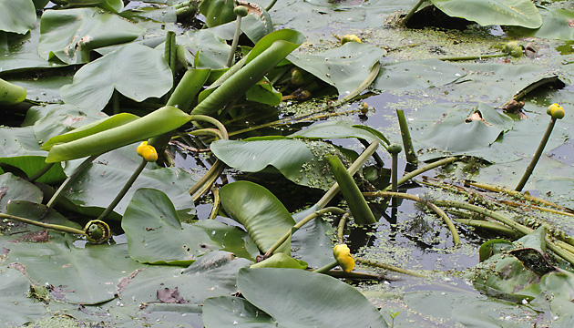 Nuphar lutea (30.6.2013)