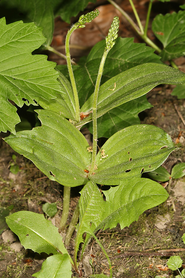Neottia ovata