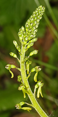 Neottia ovata