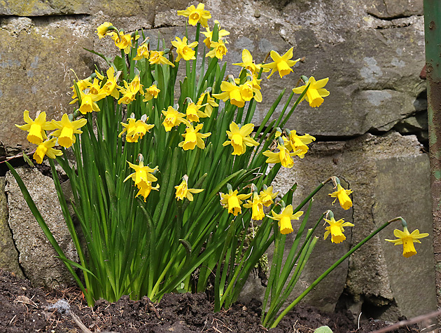Narcissus pseudonarcissus (SG, 30.03.2018)