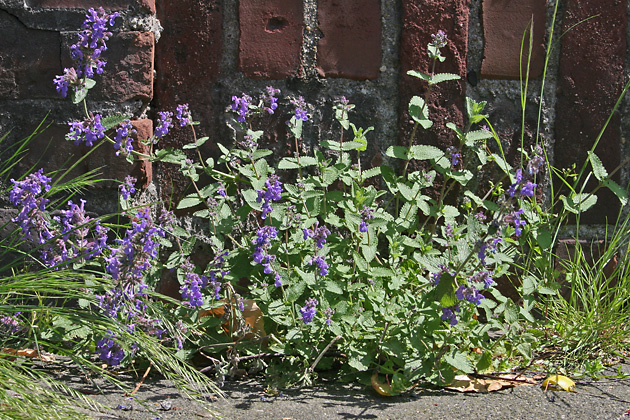 Nepeta racemosa