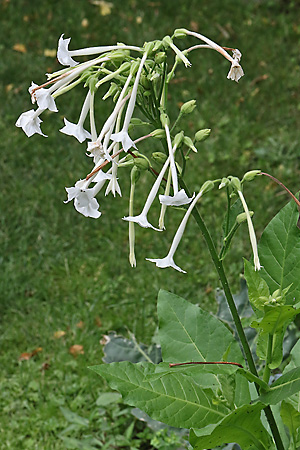 Nicotiana tabacum