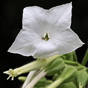 Nicotiana tabacum