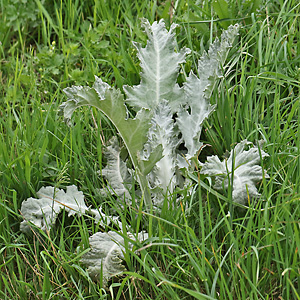 Onopordum acanthium (20.4.2025)