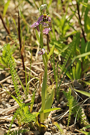 Ophrys apifera